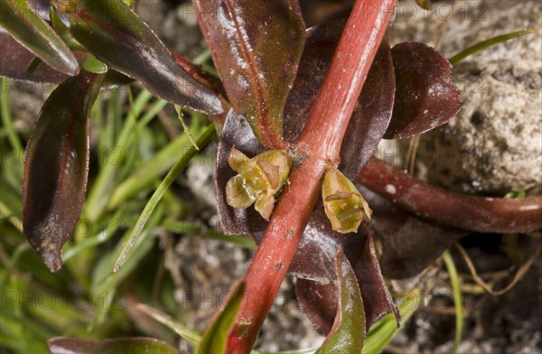 Hampshire Purslane