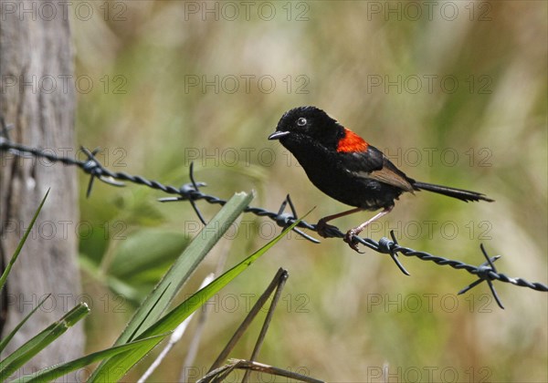 Red-backed Fairywren