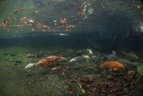 Japanese Koi