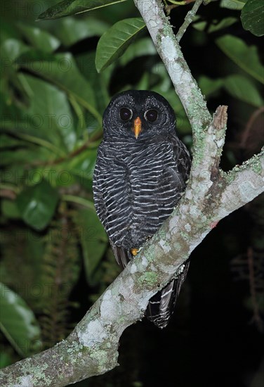 Black-banded Owl