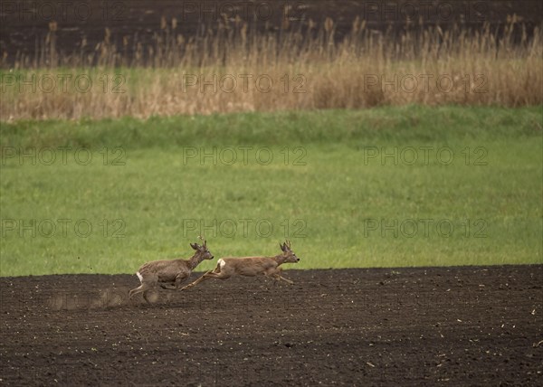 Western Roe Deer