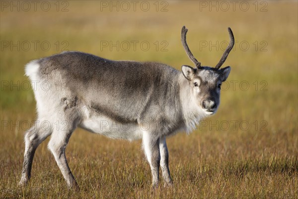 Svalbard Reindeer