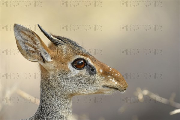 Kirk's Dik-dik