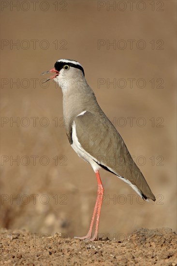 Crowned Lapwing