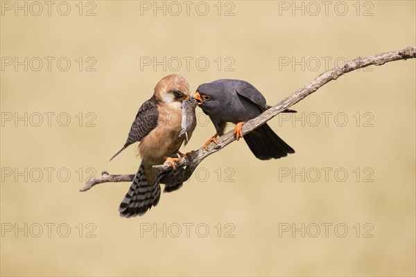 Red-footed falcon