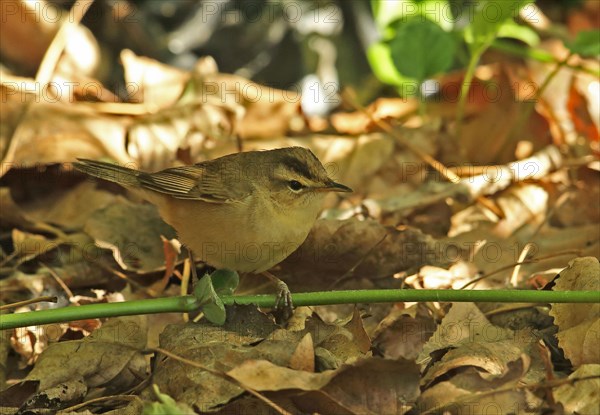 Black-browed Reed-warbler