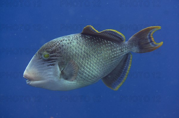 Yellowmargin Triggerfish