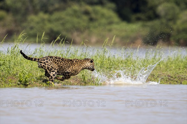 Adult south american jaguar