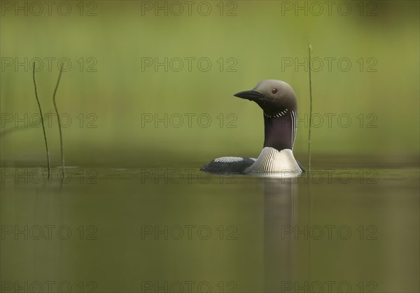 Black-throated Diver