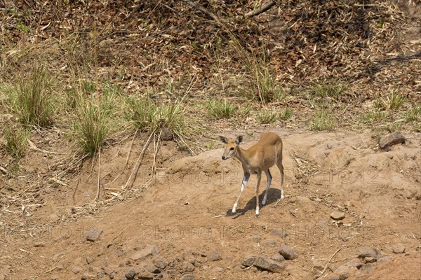 Four-horned antelope