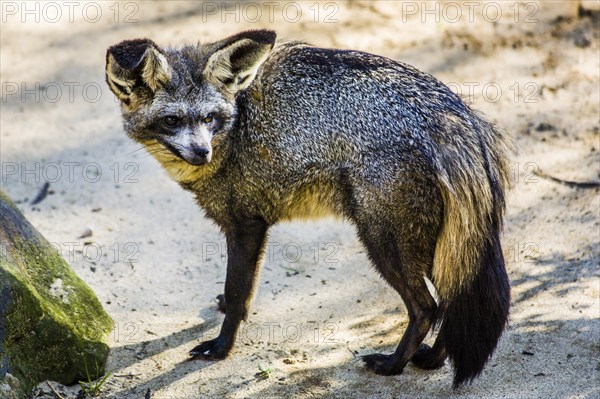 Bat-eared fox