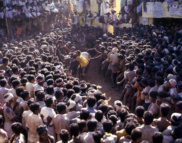 Jallikattu in Alanganallur near Madurai