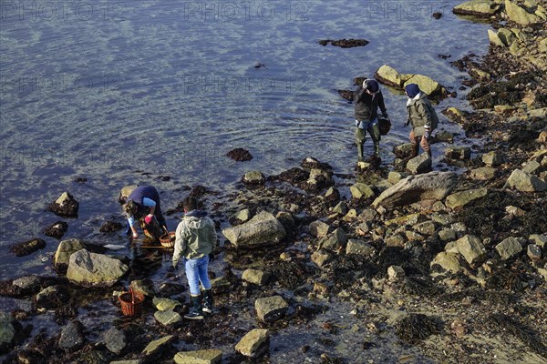 Tidal fishing peche a pied at low tide off Roscoff