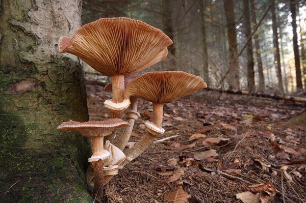 Common armillaria solidipes