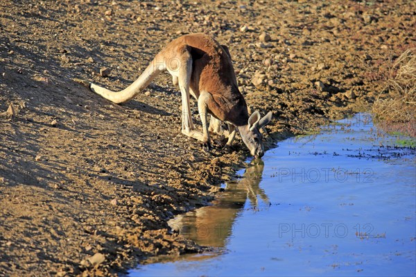 Red kangaroo