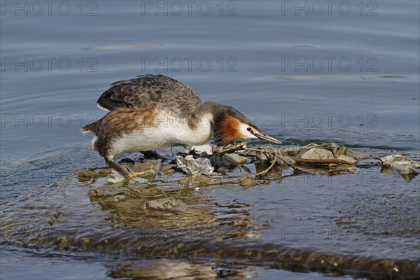 Great crested grebe