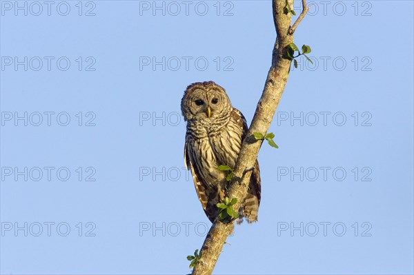 Barred Owl