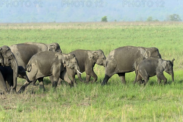 Asian indian elephant