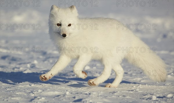 Arctic foxes