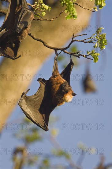 Indian giant flying fox