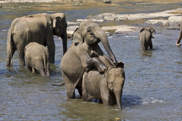 Asian Elephant