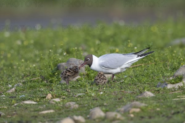 Adult black-headed gull