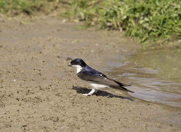 Common common house martin