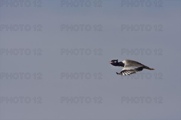 Cackling Bustard