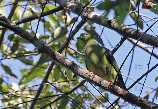 Yellow-bellied Green-pigeon