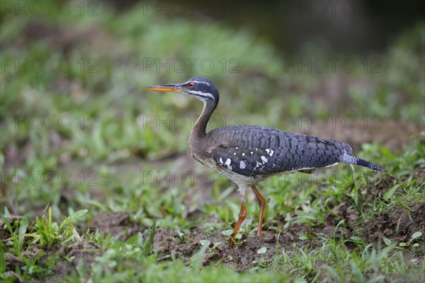 Sunbittern