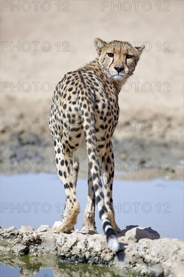 Cheetah