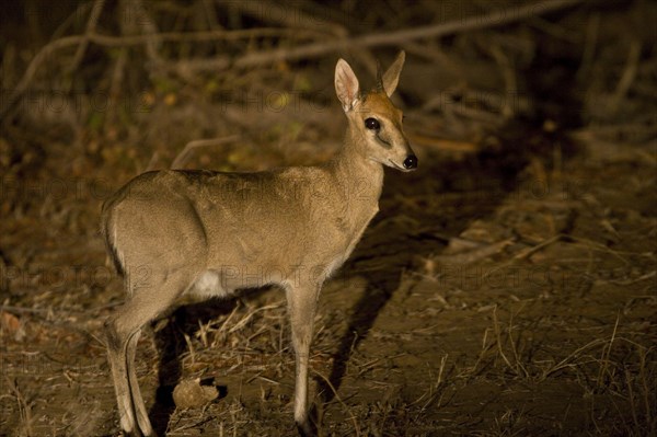 Crown duiker