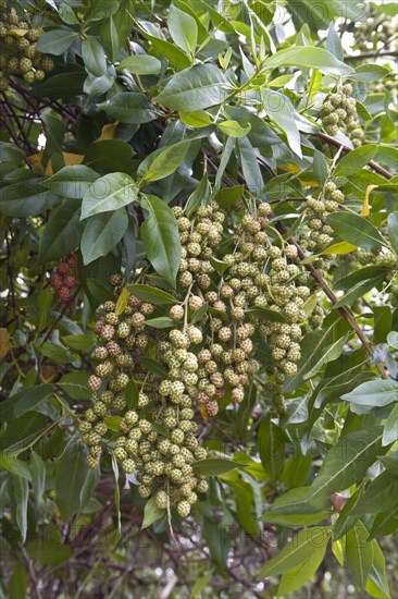 Leaf and fruit of the button mangrove Galapagos Islands