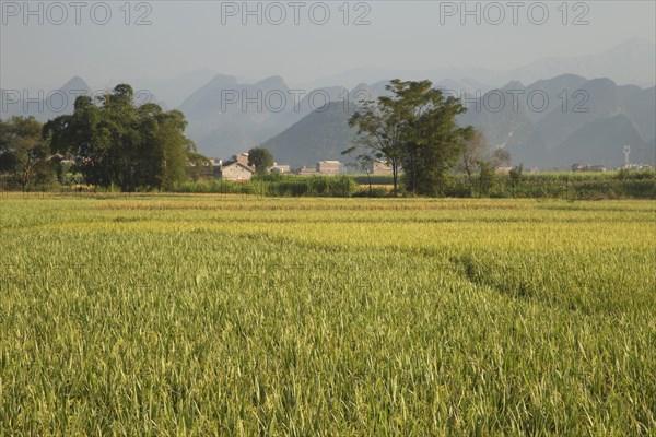 Asian rice