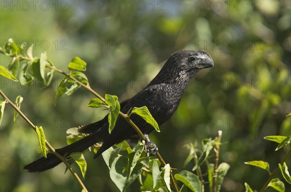 Smooth-billed Ani