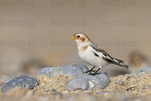 Snow Bunting