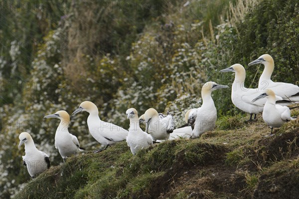 Northern Gannet