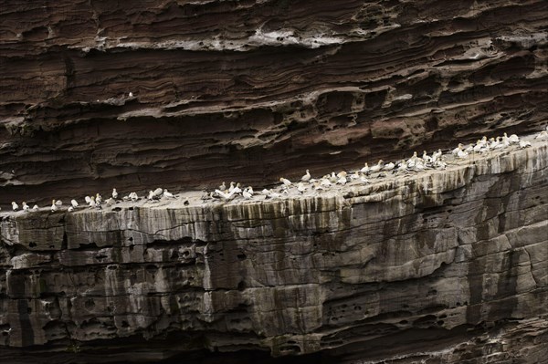 Northern Gannet