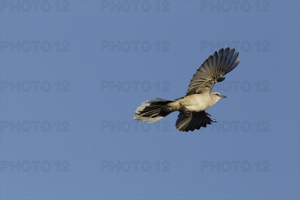 Tropical Mockingbird