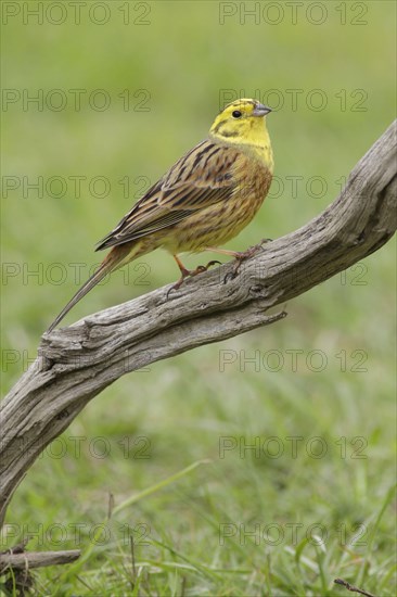 Yellowhammer