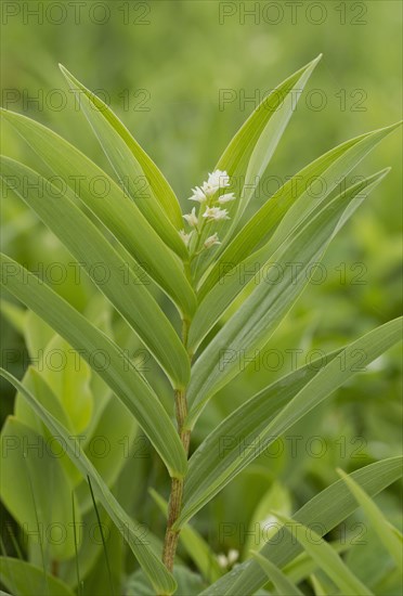 Star-flowered False Solomon's Seal