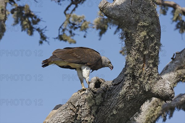 Grey-headed Fish-eagle