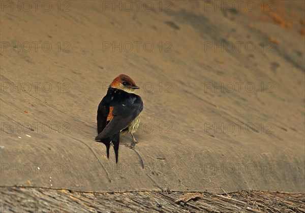 Greater Striped Swallow