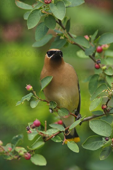 Cedar Waxwing