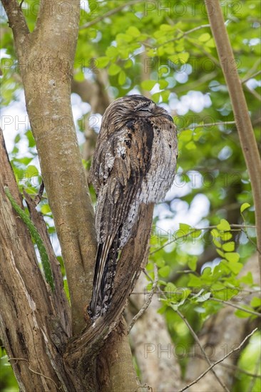 Northern Potoo