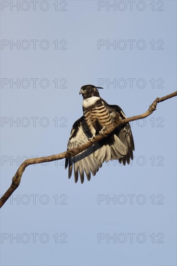 Black baza