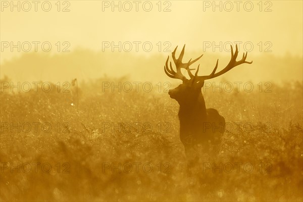 Red deer