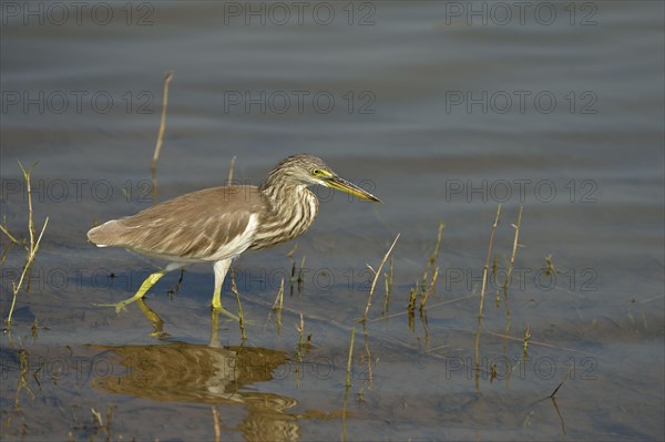 Indian Pond-heron