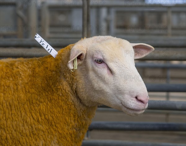 Berrichon sheep