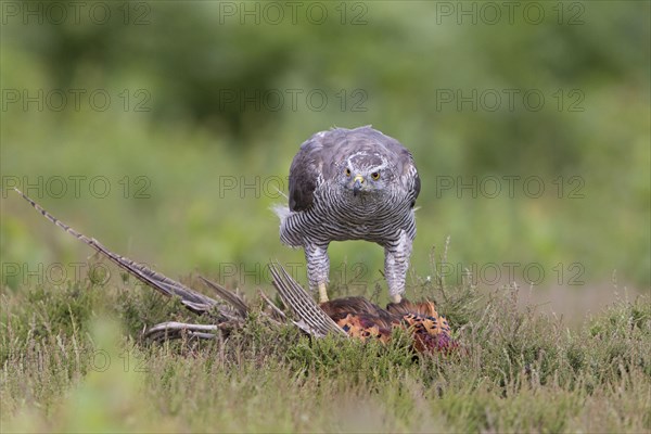 Northern northern goshawk